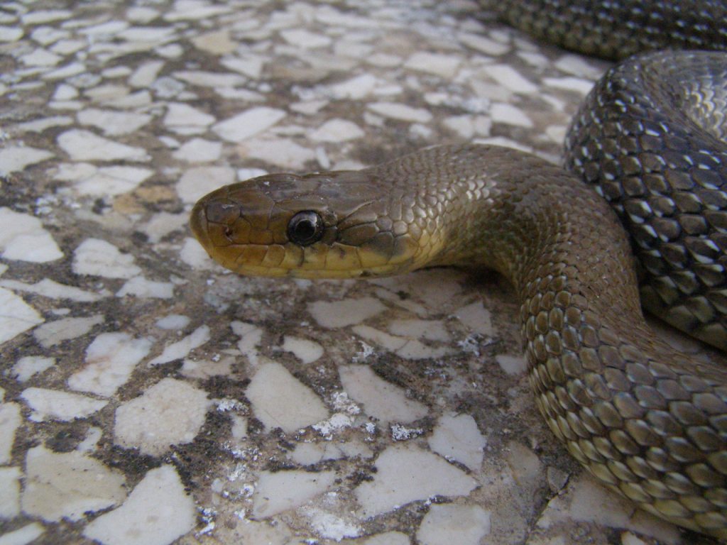 Colubro d''Esculapio  (Zamenis lineatus)